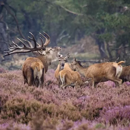 Holiday park Veluwe Met Wellness En Binnenzwembad *